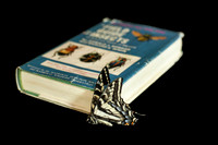Lost and Found