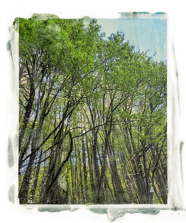 Chorus of Trees, #1 of 5