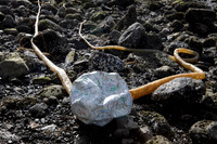 Creature of the Anthropocene