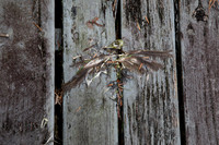 What Remains