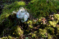 Rewilding the Land